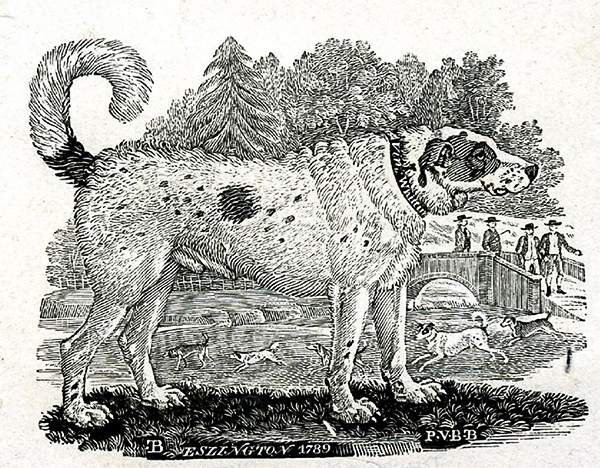 bewick newfoundland illustration