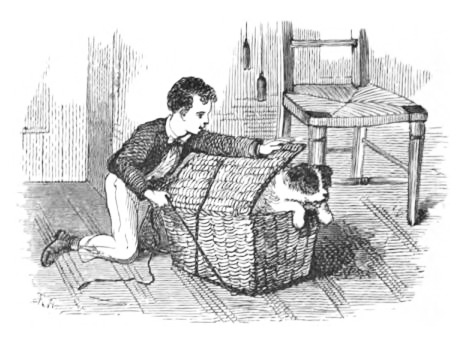 Newfoundland puppy in basket