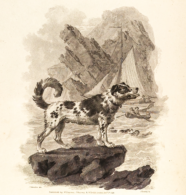 Newfoundland image