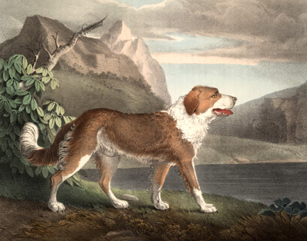 newfoundland image