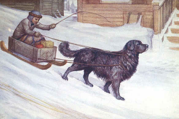 newfoundland image by c g lowther
