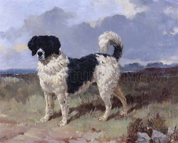 Hall, Newfoundland Landseer