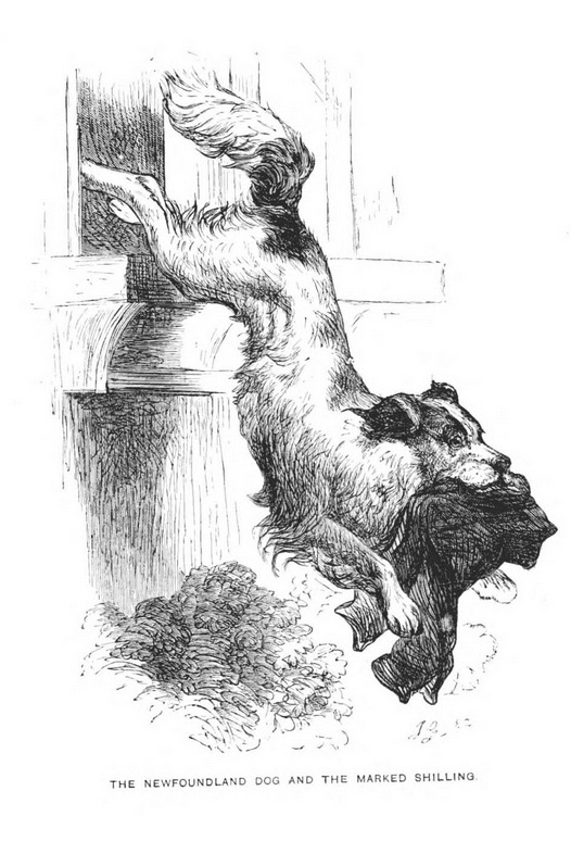 Harrison Weir illustration for the newfoundland and the  marked shillling
