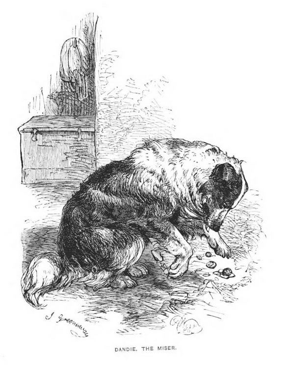 Harrison Weir illustration for dandie the miser