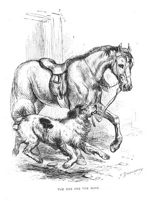 Harrison Weir illustration for the newfoundland and the mare