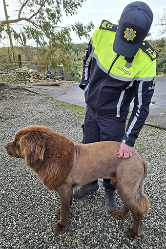 newf image