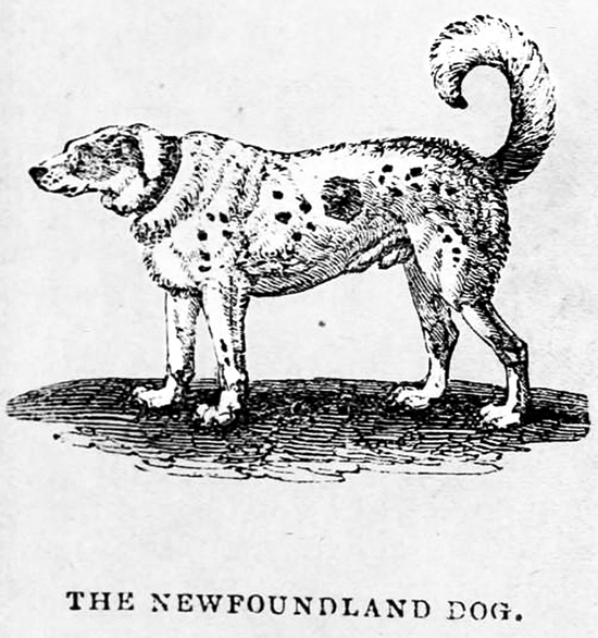 newf image
