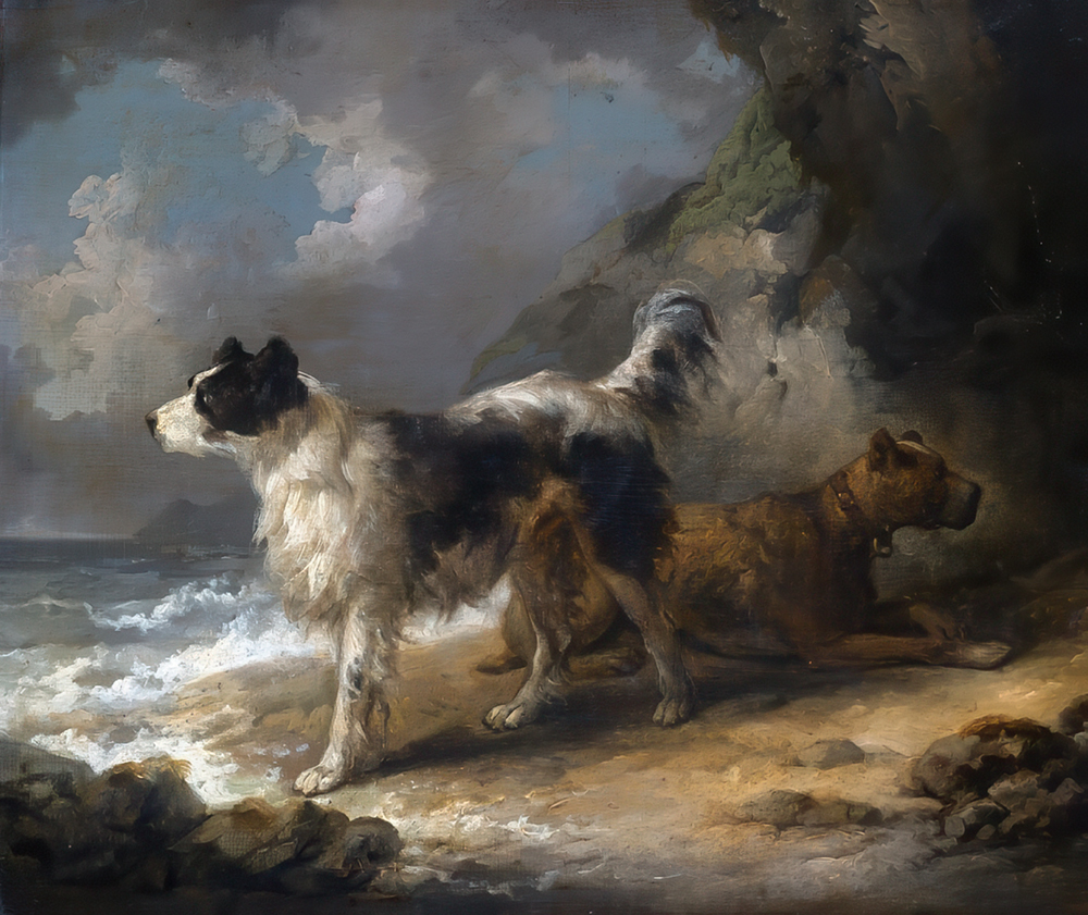 morland dogs on coast