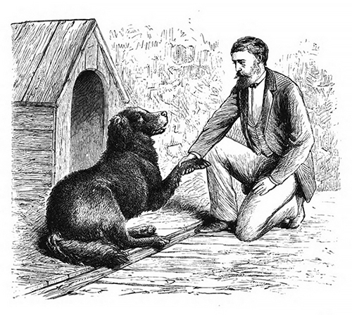 newfoundland image